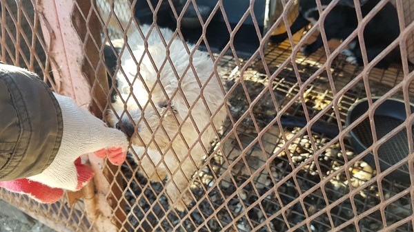 [Update] Busan KAPCA’s rescue of dogs in Yangsan