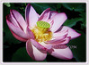 Nelumbo nucifera (Indian Lotus, Sacred Lotus, Sacred Water Lily, Egyptian Bean, Lotus, Teratai in Malay)