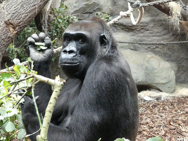 Gorilla Rebecca, Zoo Frankfurt