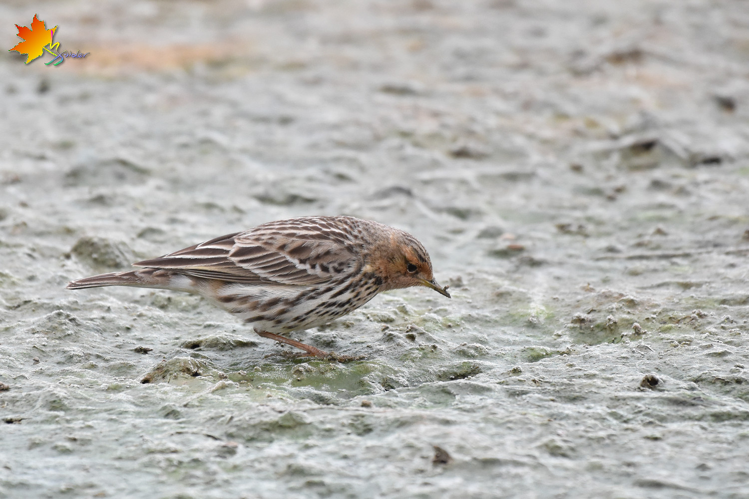 Red-throated_Pipit_8841
