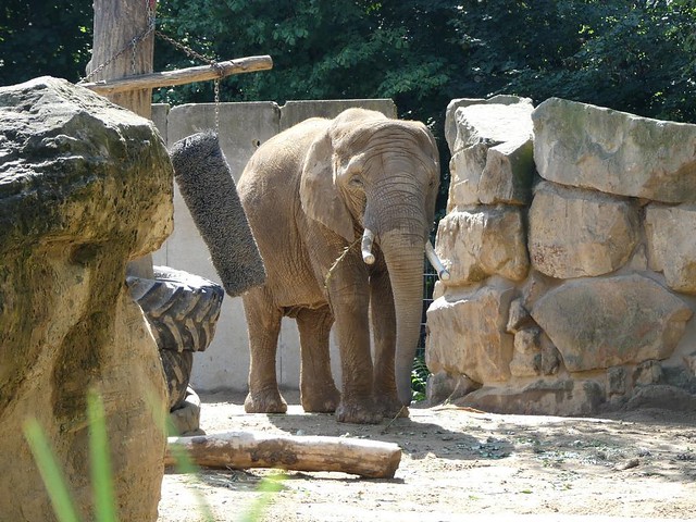 Afrikanischer Elefant, Zoo Dresden