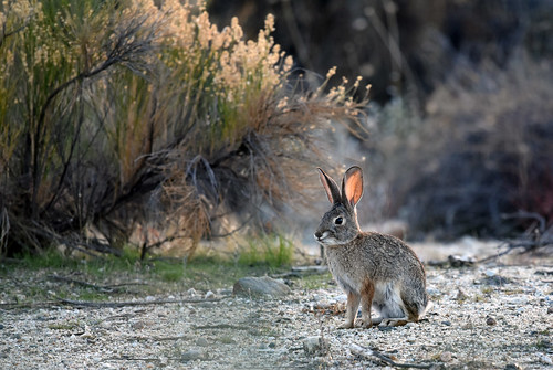 jeffreyneihart wildlife desert rabbit cottontail nikond7200 nikkor nikonafsnikkor300mmf4epfedvr aguanga california jackrabbit ranchocaliforniarvresort