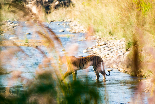 bengaltiger bijranizone corbettnationalpark india tiger uttarakhand bigcat distance hidden lyinginstream nearramnagar preditor telephoto tracking wildcat