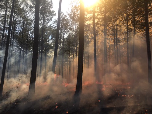goodfire prescribedfire controlledburn nationalforests