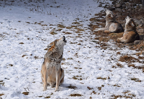 wolves howl howling mexicangraywolves lvz snow winter
