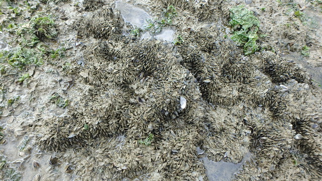 Unidentified clams (Family Mytilidae) at Kranji