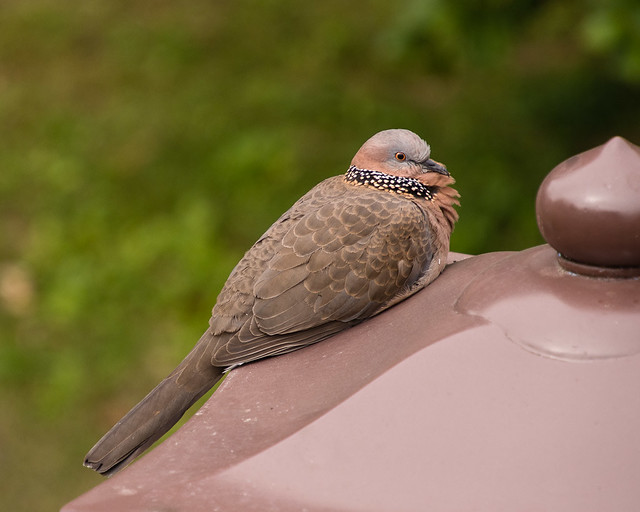 spotted 
dove