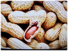 Abundance of edible seeds of Arachis hypogaea (Groundnut, Peanut, Earthnut, Monkey Nut, Kachang Goreng/Tanah in Malay) waiting to be consumed, 10 Jan 2017