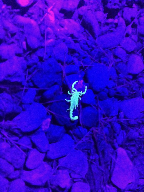 Gila Box UV scorpion