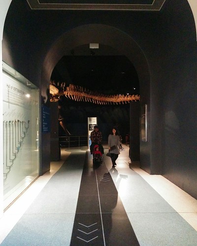 Ancient reptiles (4) #newyorkcity #newyork #manhattan #amnh #fossil #reptiles #dinosaurs #titanosaur #americanmuseumofnaturalhistory #latergram