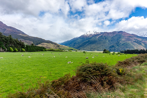 animals icecap lamb landscape mountain newzealand scenery sheep sights south views water makarora otago nz