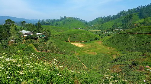 teaplantation theeplantage ceylonthee srilanka landscape bytrainkandytonuwaraeliya