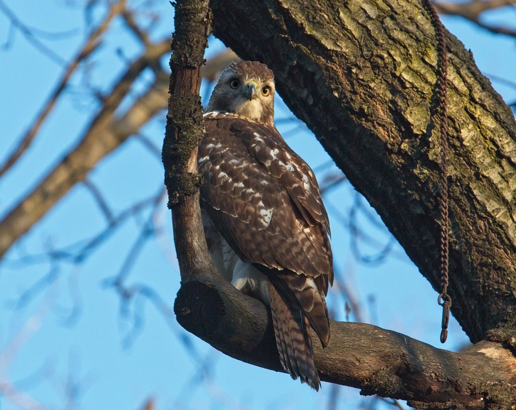 Immature red-tail