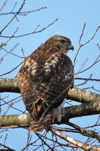 #8 Red-tailed Hawk