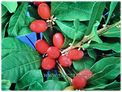 Vibrant red fruits of Synsepalum dulcificum (Miracle Fruit, Miracle Berry, Miraculous Berry, Flavour/Sweet Berry, 10 Feb 2018