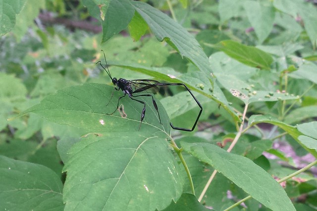 black insect perched on a leaf, with a slender abdomen longer than its body protruding from the back and curved under