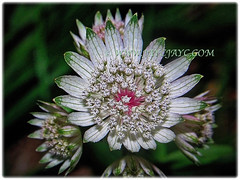 Small whitish flower of Astrantia major (Greater Masterwort, Great Black Masterwort, Melancholy Gentlemen) surrounded by petal-like bracteoles with green conspicuous veining, March 1 2018