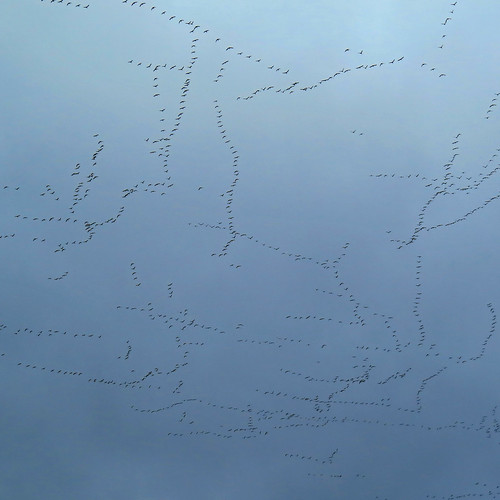 snowgeese migration flock flocks sky patterns skypatterns
