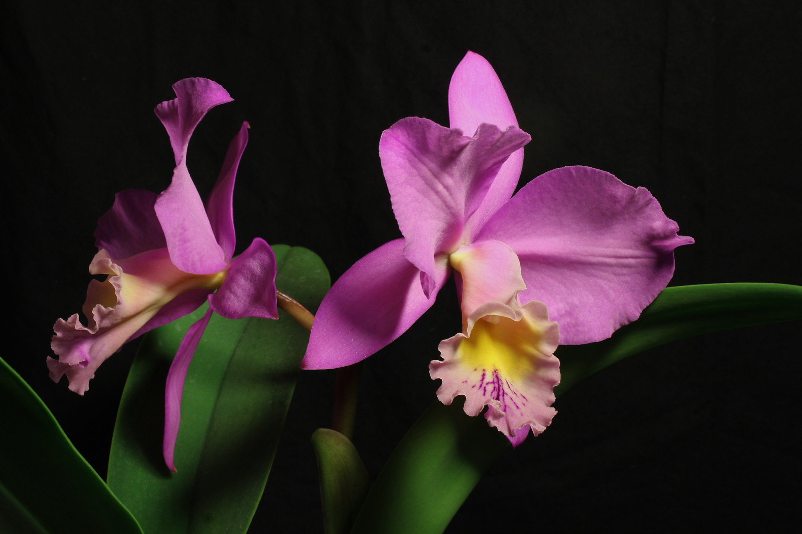 Cattleya Beaumesnil 'Parme' 40266899381_0aec85332c_h
