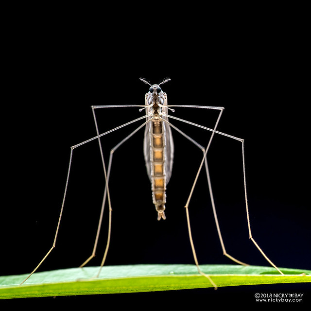 Crane fly (Tipulidae) - DSC_7647