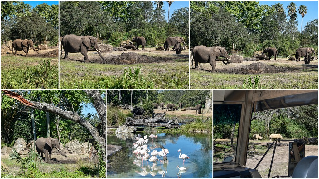 elephants and rhinos