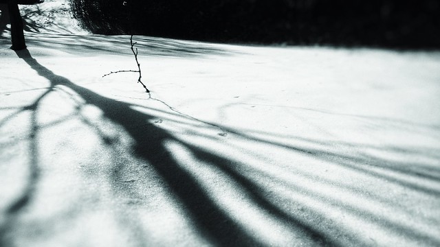 Jan 16 - The shadows of an elder tree