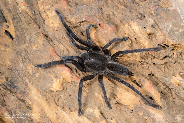 Black tarantula (cf. Phlogiellus sp.) - DSC_0507