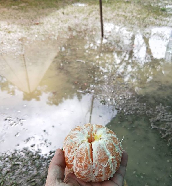 20180225 好久沒這麼有濕意收帳了 不願面對 先來顆橘子 #歐北露 #campinglife #ilovecamping #ihaterainydays