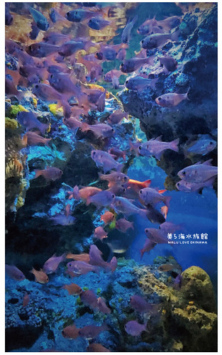 沖繩美麗海水族館-35