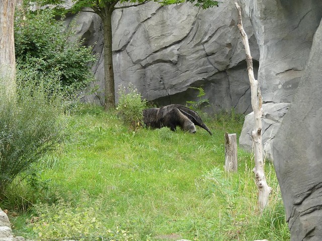 Ameisenbär, Zoo Frankfurt
