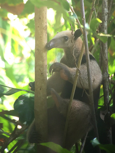 Anteater from Corcovado National Park in Costa Rica. Photographer Ted Nelson