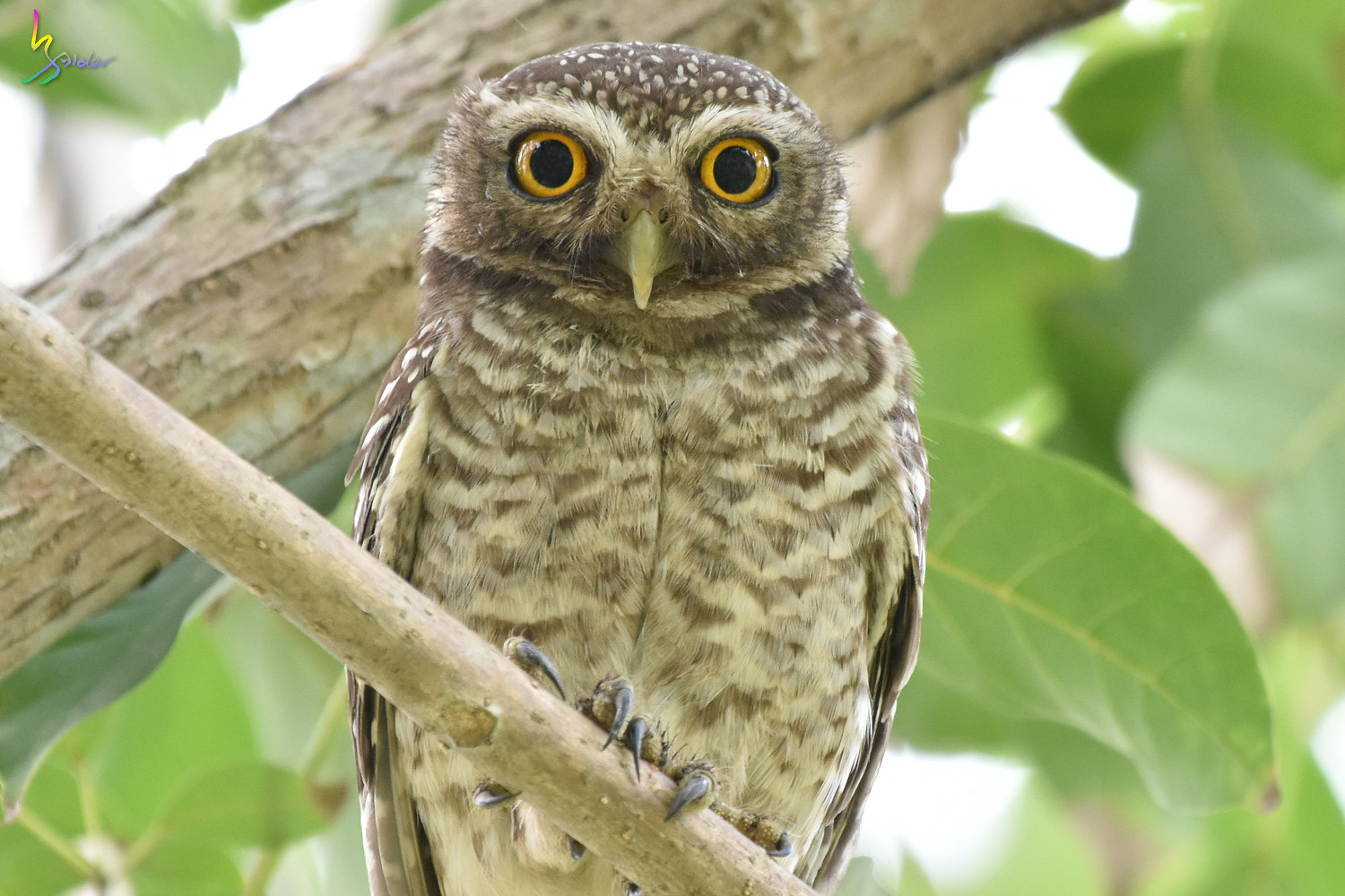 Spotted_Owlet_2385