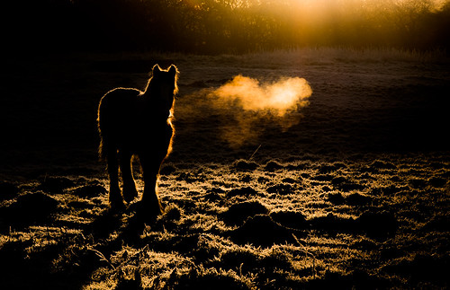 sunrise horse hoarfrost frost acoldstart rotherham bluemansbower rimlighting winter january southyorkshire lowkeyimage