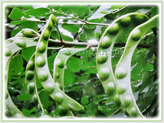 Unripened seedpods of Adenanthera pavonina (Red Lucky Seed, Acacia Coral, Curly Bean, Red Bead/Coral Bean Tree, Red Sandalwood, Peacock Flower Fence), 6 Feb 2018