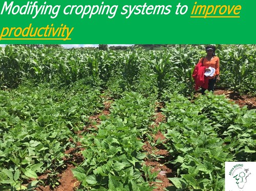 Challenging the status quo by making adjustments to traditional bean and pigeon pea cropping system.