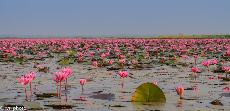 Red Lotus Lake, Udon Thani, Tailandia