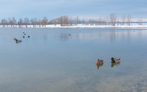 ducks vladoferencic lakes vladimirferencic animals animalplanet birds lakezajarki zajarki zaprešić croatia nikond90 tokina12244
