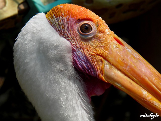 Painted Stork 1