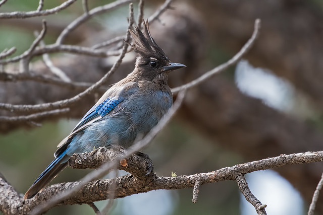 Stell's-Jay-3-7D2-071217