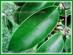 Green leaves of Dendrophthoe pentandra (Malayan Mistletoe, Mango Mistletoe, Mistletoe Plant) that are alternately arranged along the branches, 27 Jan 2018