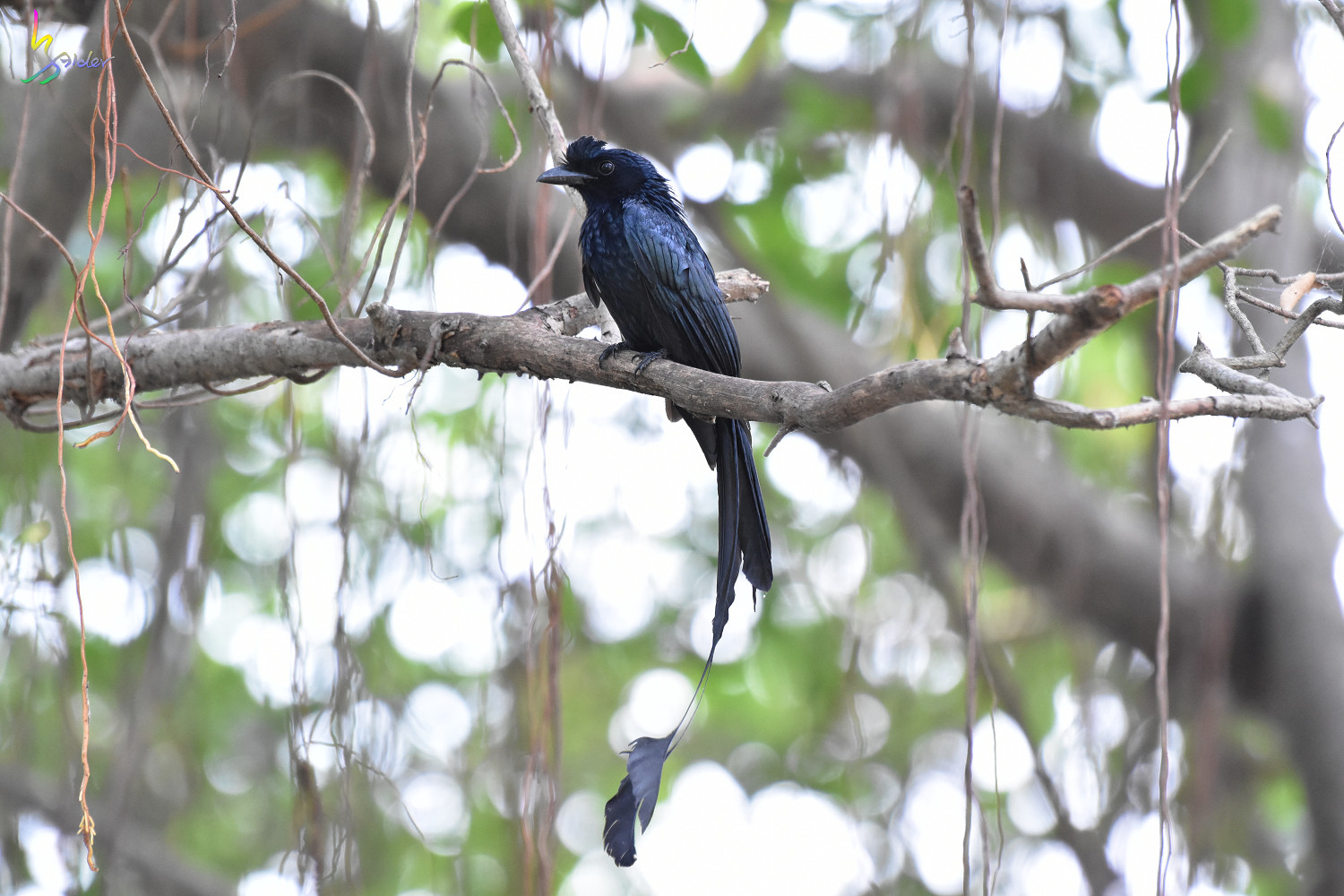 Greater_Racket-tailed_Drongo_4233