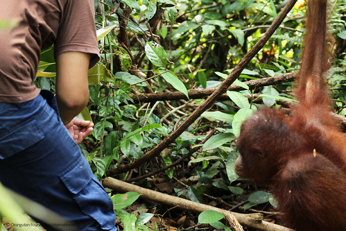 Funny Caregiver Story Orangutan Foundation International