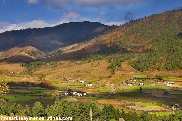 El valle de Phobjikha: las grullas cuellinegras son las dueñas - Por los monasterios y bosques de BUTAN (6)