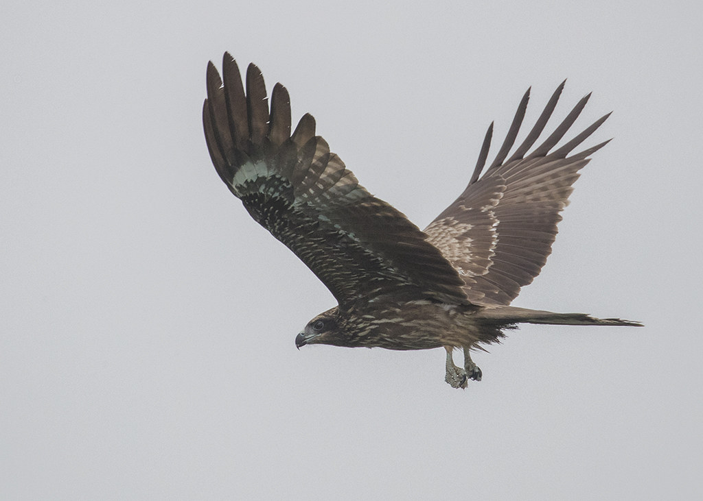 Black Kite  Milvus migrans