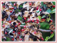 Showy red and hard seeds of Adenanthera pavonina (Red Lucky Seed, Acacia Coral, Curly Bean, Red Bead/Coral Bean Tree, Red Sandalwood, Peacock Flower Fence), 6 Feb 2018