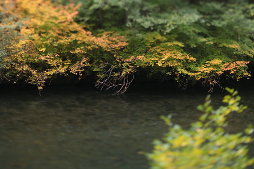 rogueriver forest oldgrowth oregon autumn fall tilt sunset tree maple vinemaple alder stream river blur bokeh