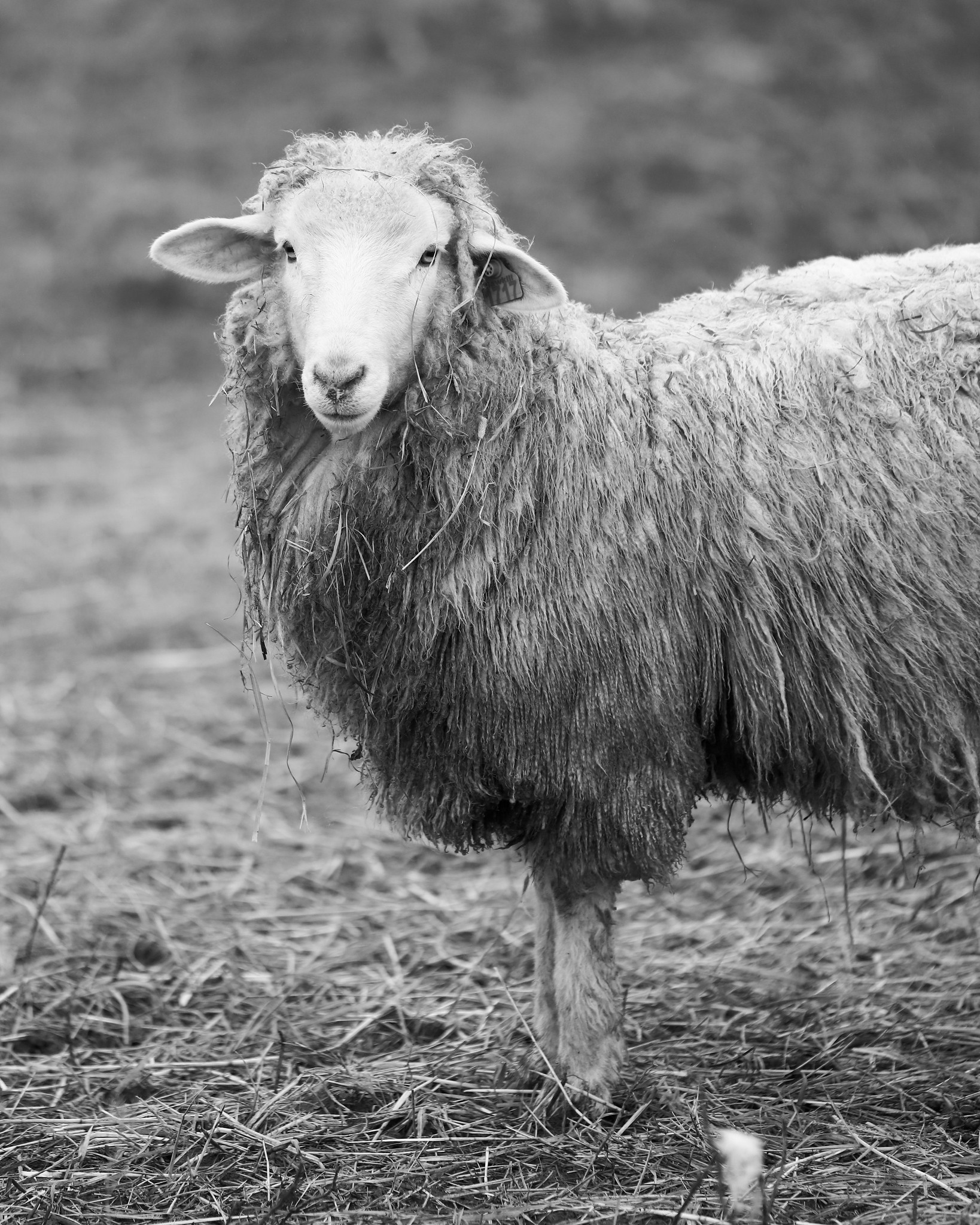 Sawkill Farm Sheep