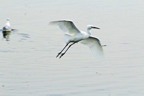 seaton wetlands devon common bird