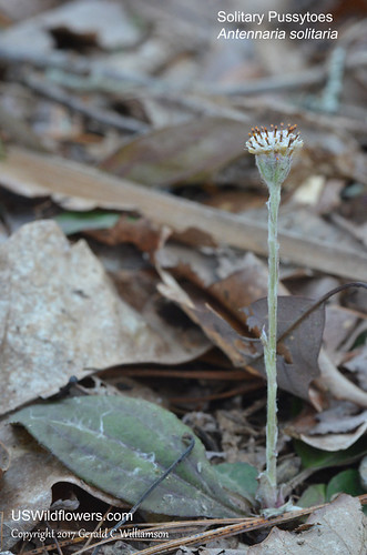 Solitary Pussytoes, Singlehead Pussytoes - Antennaria solitaria