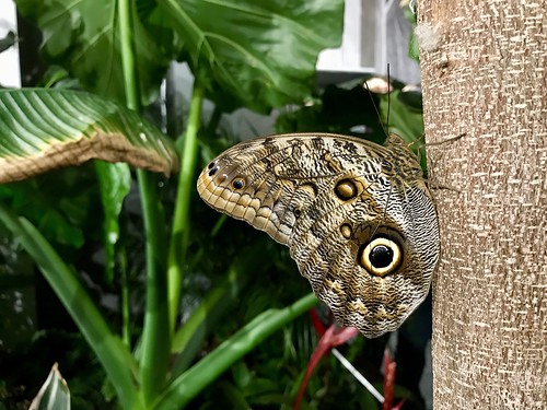 Canadian Museum of Nature butterfly exhibition